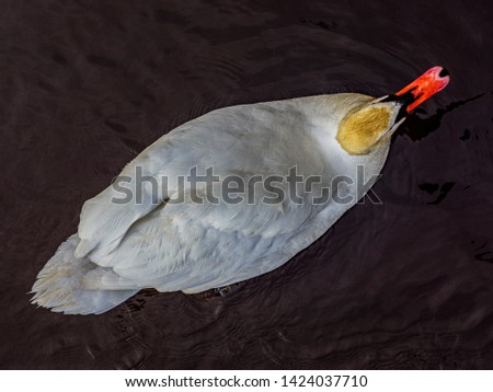 ducks and swans with ducklings swimming in water in summer
