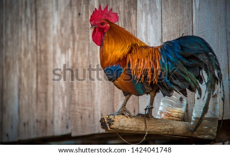 
Rooster tied with rope at a farm in the north of Thailand.