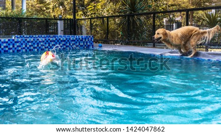 A funny handsome Golden retriever, browned-fur color dog is happily jumping in the blue swimming pool to get a fun ball exercise. Water therapy is a good healing and comfortable relaxing activity