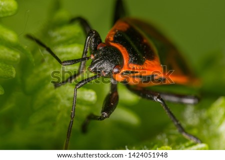 fire beetle on the leaf