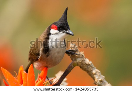 The red-whiskered bulbul (Pycnonotus jocosus), or crested bulbul, is a passerine bird found in Asia. It is a member of the bulbul family. it contain two to three eggs.it is only found in a small area. Royalty-Free Stock Photo #1424053733
