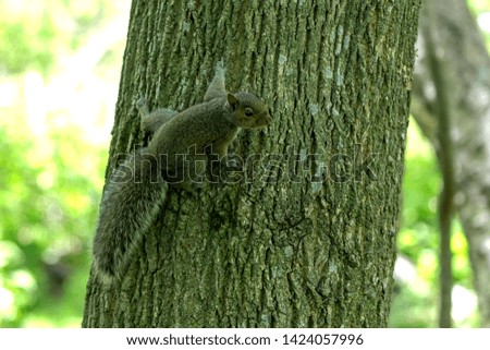 Young Eastern gray squirrels ( Sciurus carolinensis) looking for food in park
