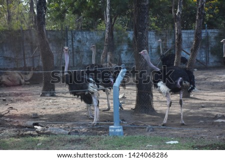 many ostrich in a zoo