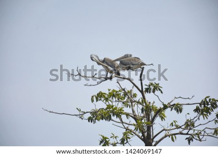 a big bird on a tree in the forest