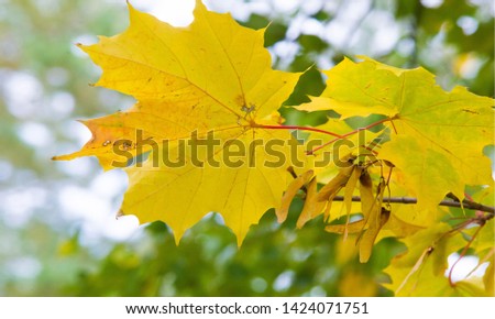 Autumn landscape of photography, Maple tree or shrub with lobed leaves, winged fruits, and colorful autumn foliage, grown as an ornamental or for its timber or syrupy sap.
