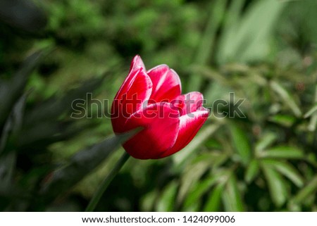 One beautiful red white tulip. Detailed photo of a lonely tulip among the green.