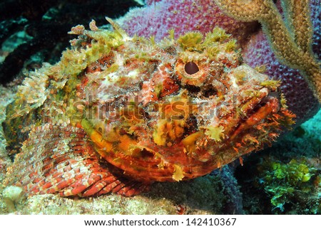 Close-up of a Spotted Scorpionfish (Scorpaena Plumieri), Cozumel, Mexico
