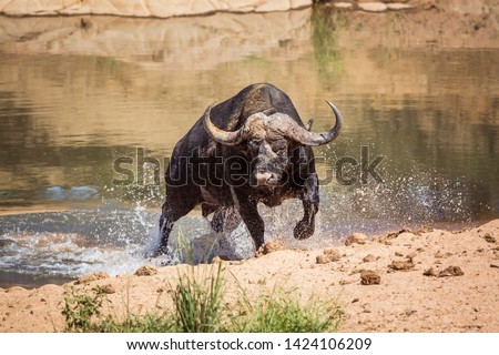 African buffalo attacked by crocodile in Kruger National park, South Africa ; Specie Syncerus caffer family of Bovidae Royalty-Free Stock Photo #1424106209
