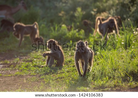 Small group of Chacma baboon in backlit in Kruger National park, South Africa ; Specie Papio ursinus family of Cercopithecidae