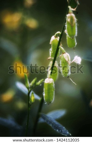 Close up Sunhemp or Crotalaria juncea flower field. It is a beautiful picture.