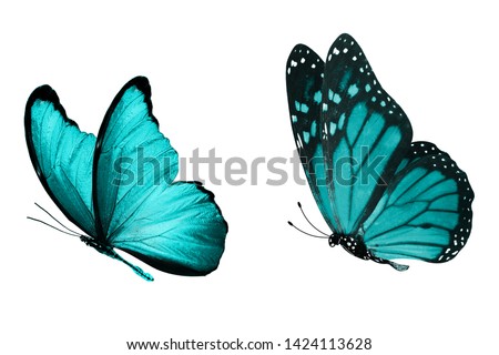  blue butterfly. natural insect. isolated on white background