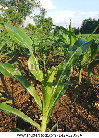 Corn leaf damage by insect and pest, Corn leaf damaged by fall armyworm Spodoptera frugiperda.Corn leaves attacked by worms