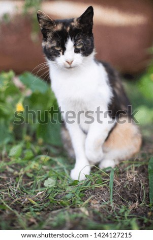 Tricolor kitty sits in the garden on the green grass beautifully posing raising his paw. Cat of Luck