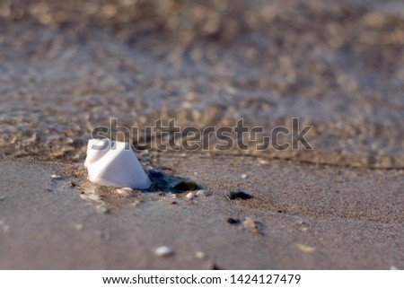 Conch shell in sand on tropical beach