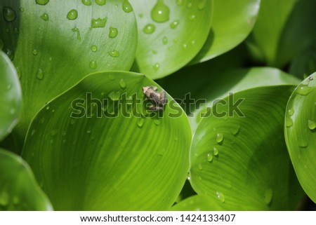 A small frog on the green leaf Water Hyacinth