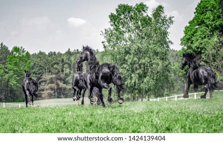 Friesian mares galloping in the meadow