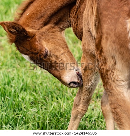 Three day old foal with mother a small colt pony in corral picture of parenthood and pride