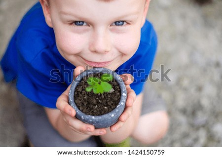The boy holds a pot young clover sprout. top view.cute baby in a blue t-shirt
