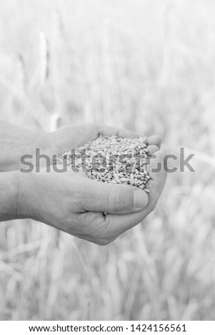 Black and White photo of Cropped image of farmer holding handful cereals at farm
