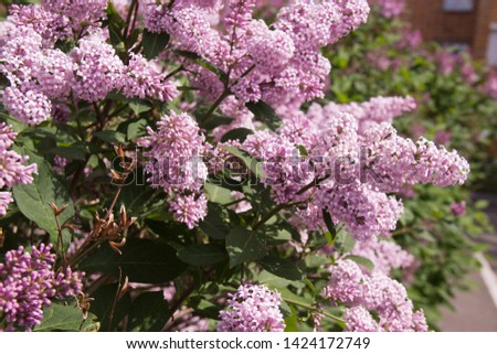 Syringa is a genus of shrubs belonging to the Oleaceae family.Luxurious shrub, extremely hardy, which grows well outdoors and decorates the spring gardens.