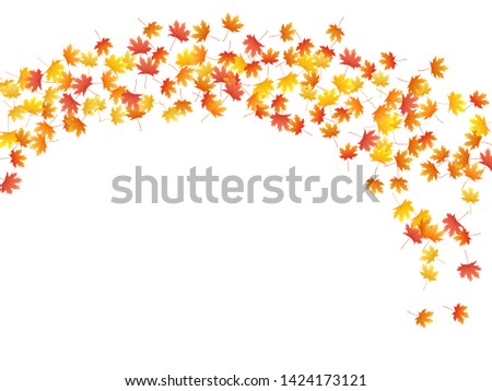 Maple leaves vector background, autumn foliage on white graphic design. Canadian symbol maple red orange yellow dry autumn leaves. Stylish tree foliage vector october season specific background.