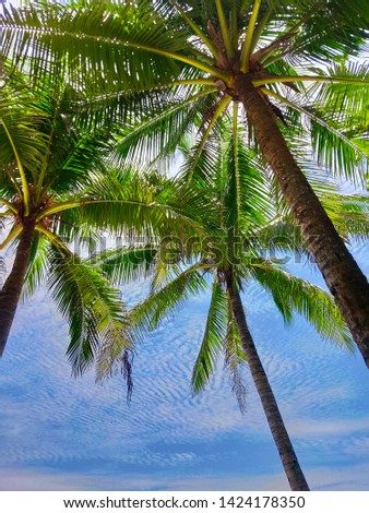 coconut tree and sky background Royalty-Free Stock Photo #1424178350