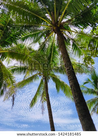coconut treen on the beach beautiful Royalty-Free Stock Photo #1424181485