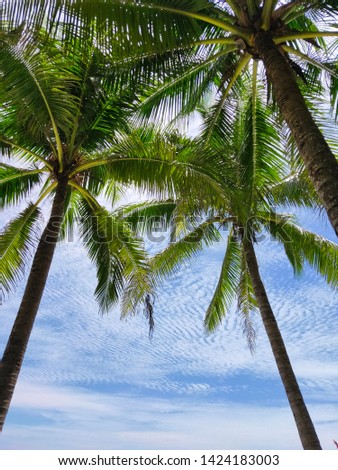coconut treen on the beach beautiful Royalty-Free Stock Photo #1424183003