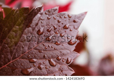 A leaf of autumn red wild grapes with rain drops on it. Bright red leaves macro photo. Autumn picture