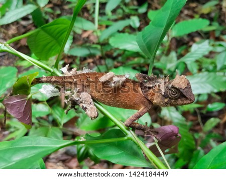 chameleon in the forest nature Royalty-Free Stock Photo #1424184449