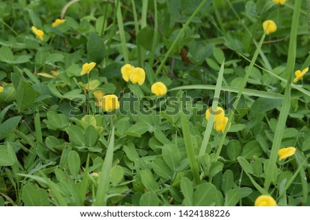  Arachis pintoi Krapov. & W.C.Gregory 
Canopy plant The roots are removed according to the leaf form.
Yellow flowers cover the soil and bloom in full bloom. Holds a beautiful flower bud