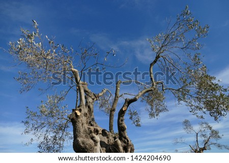 olive trees pruned drastically due to the disease due to the xilella