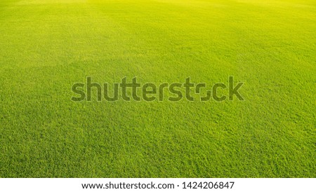 The top view of the green grass surface and the surface, the panoramic view, the top view lawn.