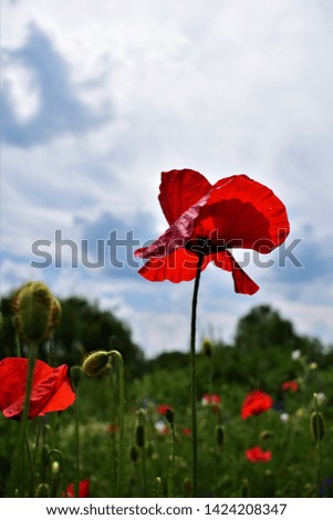 red poppy with a background of a flower meadow