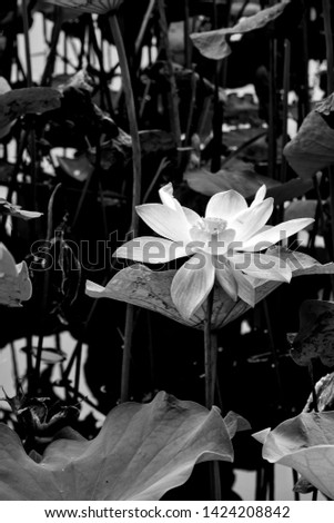 Bright colored​ of​ black​ and​ white​ lotus​ flower​ blooming.Background lotus leafs in the pond at Bangkok. 