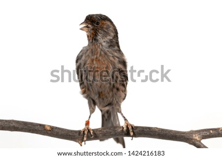 The House Finch (Haemorhous mexicanus) bird on white background