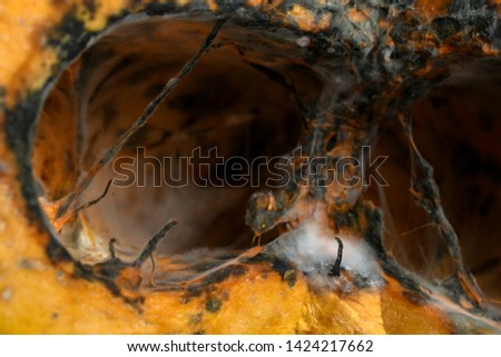 Rotten pumpkin makes fungus (cave)
