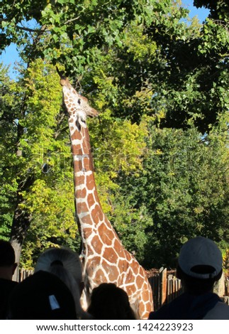 Giraffe stretching upward with tongue extended with green trees in the background and silhouetted people in the foreground.