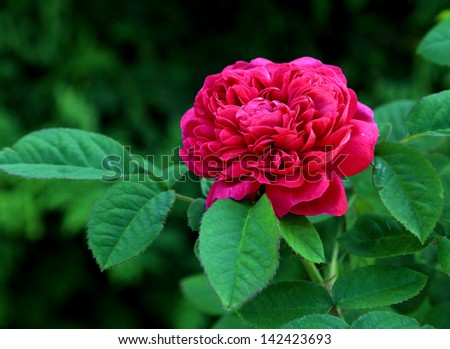 Colorful rose in field