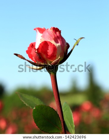 Colorful rose against blue sky in field