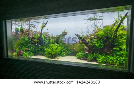 Beautiful aquascape of freshwater aquarium