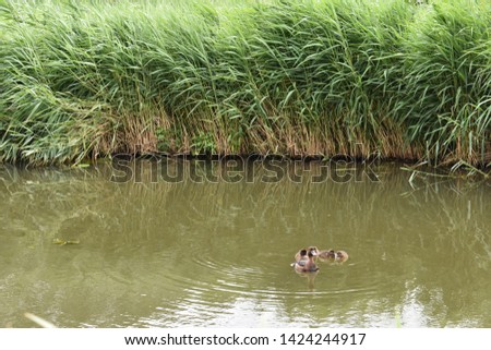 duck whit 
ducklings swimming in the river