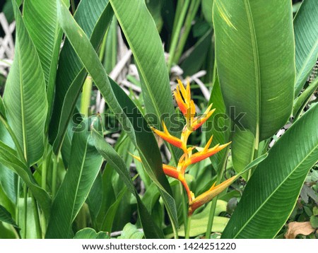 Heliconia plants grow in botanical garden with grale light, natural background.