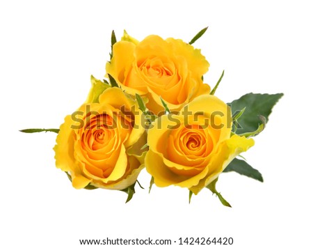 Three yellow rose flowers isolated on white 