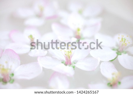Close up of white spring blossoming apple tree flowers floating in aroma bowl of water. Spa purity and wellness concept