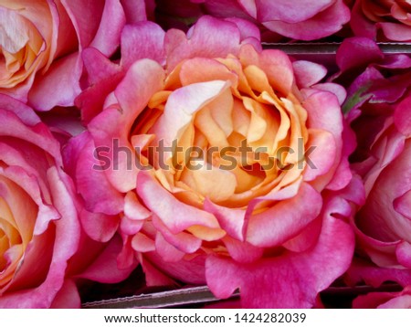An intense deep rose bloom