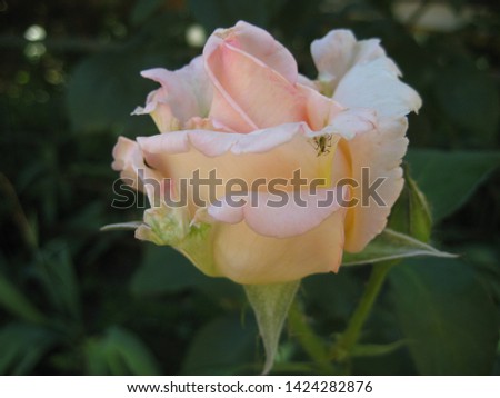 macro photo with a decorative background of a beautiful delicate caramel color of the petals of a rose flower for landscaping and garden landscape design as a source for prints, Wallpapers, posters