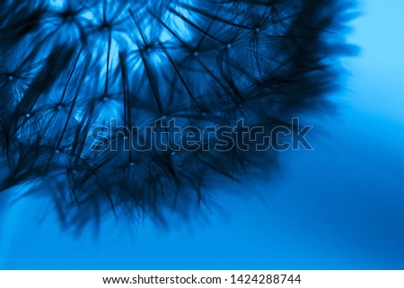 Dandelion flower ball macro photo, stylized blue and black close-up photo, dandelion parachutes on blue background