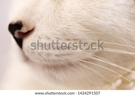 Portrait of white cat and his snout