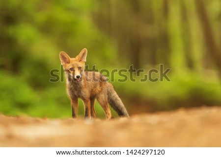 cute portrait cub male red fox (Vulpes vulpes)
